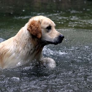 Превью обои собака, лабрадор, вода, брызги, плавать