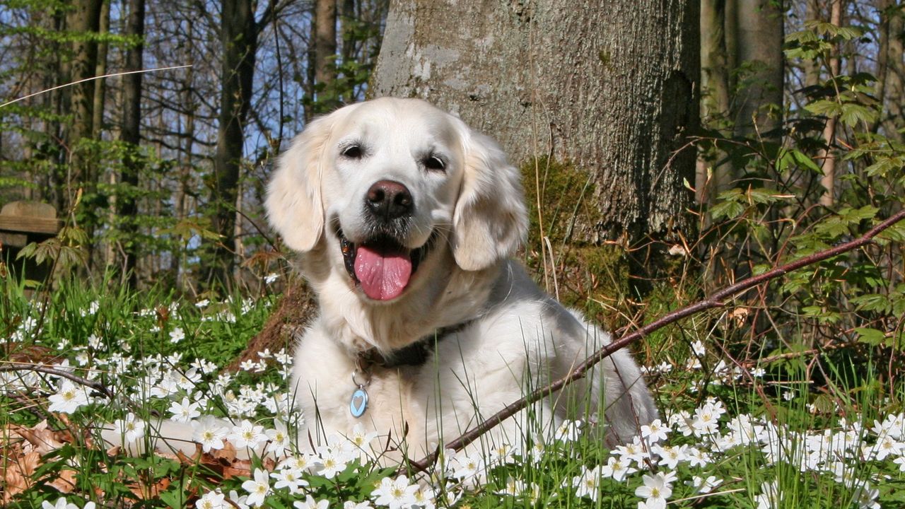 Обои собака, лес, трава, цветы, поле, отдых, игривый