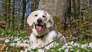 Превью обои собака, лес, трава, цветы, поле, отдых, игривый