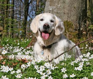 Превью обои собака, лес, трава, цветы, поле, отдых, игривый