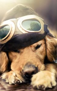 Превью обои собака, летчик, самолет, очки, шапка