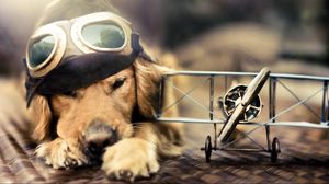 Превью обои собака, летчик, самолет, очки, шапка