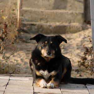 Превью обои собака, лежать, двор, взгляд