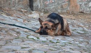 Превью обои собака, лежать, овчарка, ожидание