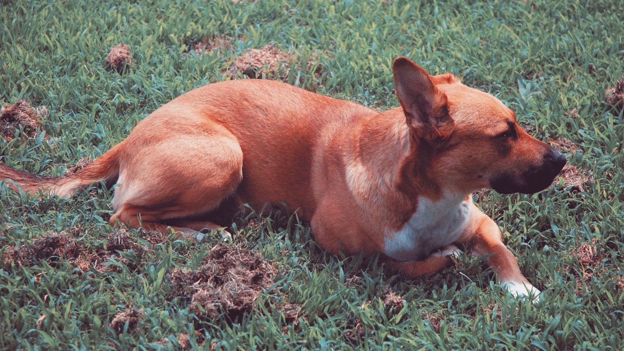Обои собака, лежит, трава