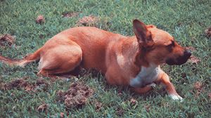 Превью обои собака, лежит, трава
