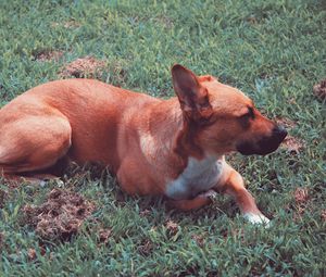 Превью обои собака, лежит, трава