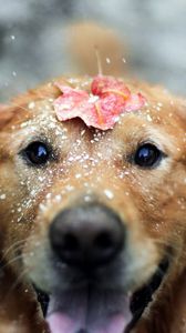 Превью обои собака, лист, снег, открытый рот