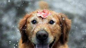 Превью обои собака, лист, снег, открытый рот