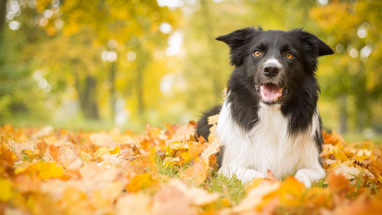 Обои собака, листья, осень, лежит