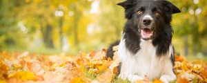 Превью обои собака, листья, осень, лежит