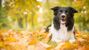 Превью обои собака, листья, осень, лежит