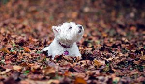 Превью обои собака, листья, осень, лежать, терьер