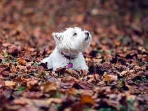 Превью обои собака, листья, осень, лежать, терьер