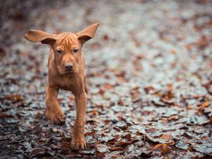 Превью обои собака, листья, осень, бежать, уши