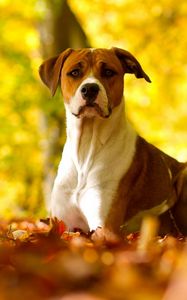 Превью обои собака, листья, трава, взгляд, осень