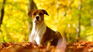 Превью обои собака, листья, трава, взгляд, осень