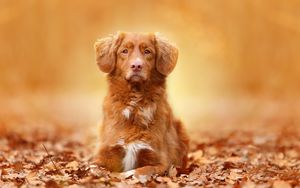Превью обои собака, листва, осень