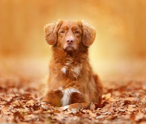 Превью обои собака, листва, осень