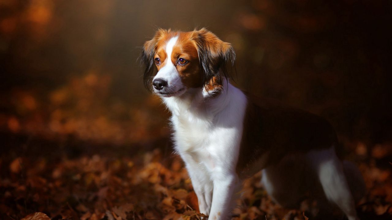 Обои собака, листва, осень, щенок
