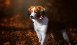 Превью обои собака, листва, осень, щенок