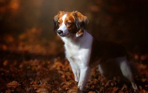 Превью обои собака, листва, осень, щенок