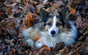 Превью обои собака, листва, пушистый