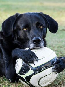 Превью обои собака, мяч, футбол, лапы, морда