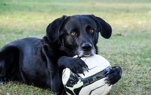 Превью обои собака, мяч, футбол, лапы, морда