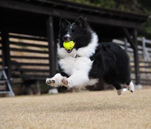 Превью обои собака, мяч, игривый, прыжок