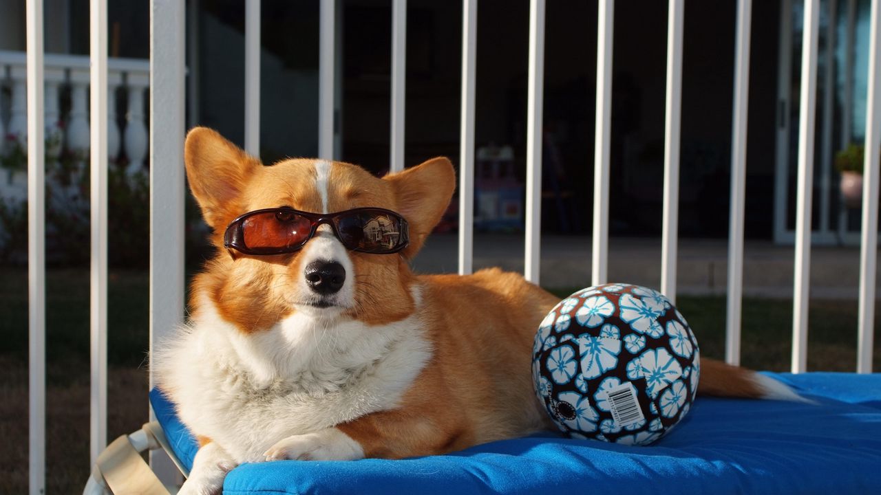 Обои собака, мяч, солнцезащитные очки, пляж, лежать