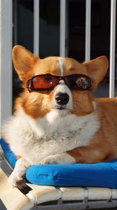 Превью обои собака, мяч, солнцезащитные очки, пляж, лежать