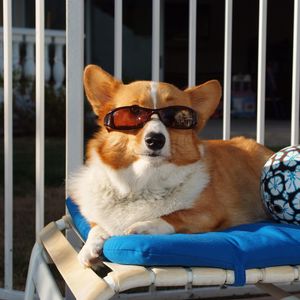 Превью обои собака, мяч, солнцезащитные очки, пляж, лежать