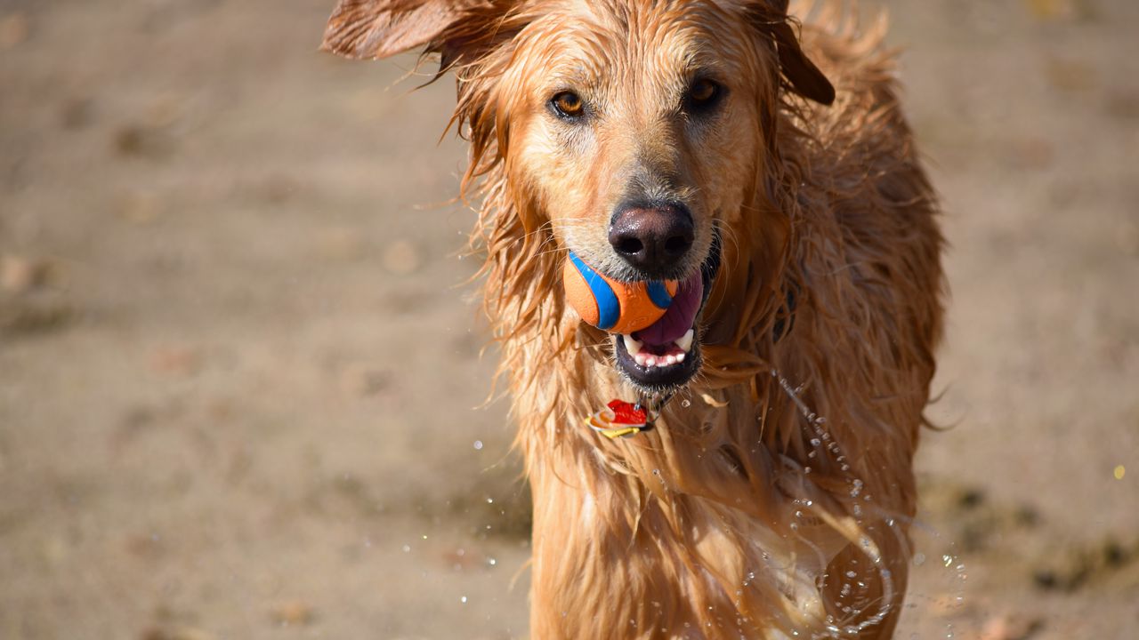 Обои собака, мяч, вода, мокрый, игривый