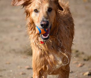 Превью обои собака, мяч, вода, мокрый, игривый