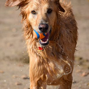 Превью обои собака, мяч, вода, мокрый, игривый