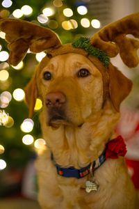 Превью обои собака, милый, новый год, рождество, санта клаус, олень, питомец, праздник