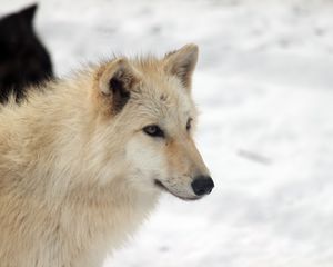 Превью обои собака, милый, животное, белый