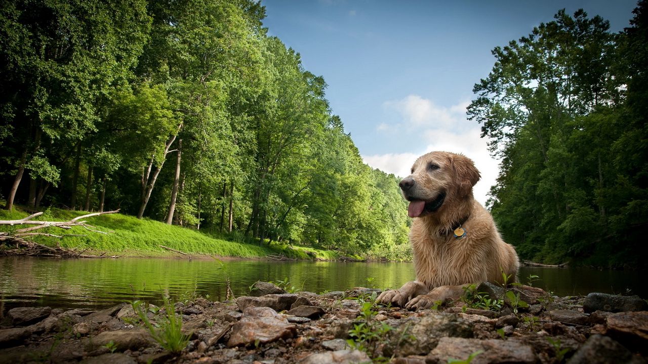 Обои собака, мокрый, озеро, река, деревья, трава, камни, грязь