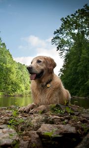 Превью обои собака, мокрый, озеро, река, деревья, трава, камни, грязь