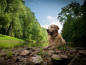 Превью обои собака, мокрый, озеро, река, деревья, трава, камни, грязь