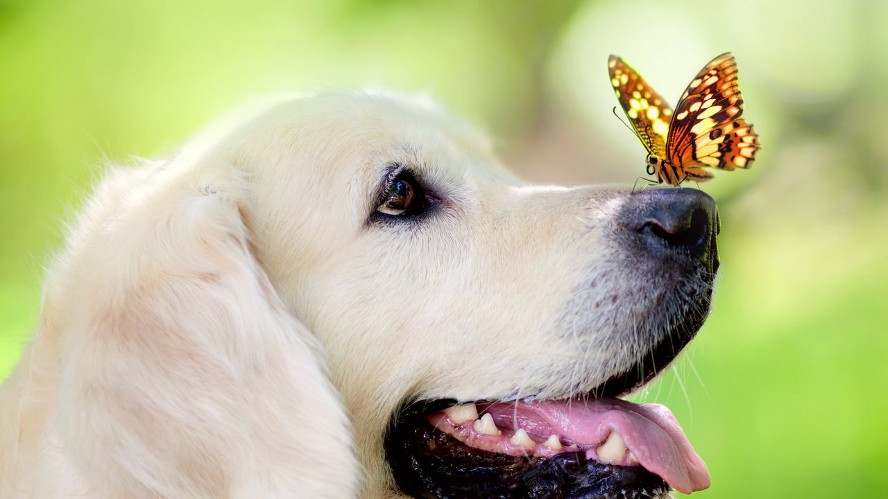 Обои собака, морда, бабочка, высунутый язык, весна, лето