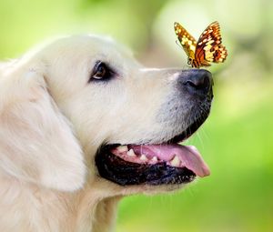 Превью обои собака, морда, бабочка, высунутый язык, весна, лето