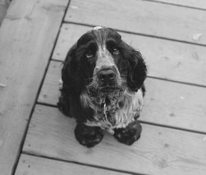 Превью обои собака, морда, чб