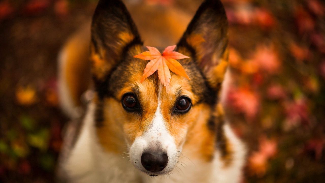 Обои собака, морда, лист, осень