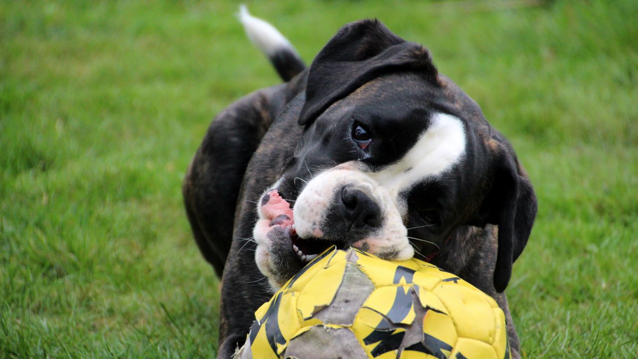 Обои собака, морда, мяч, игривый