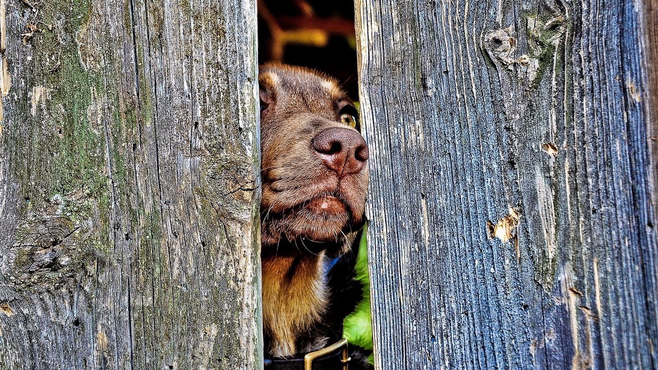 Обои собака, морда, нос, забор, деревянный, любопытство