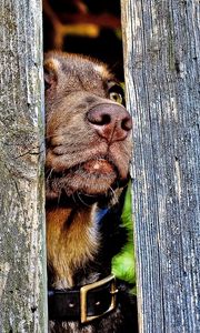 Превью обои собака, морда, нос, забор, деревянный, любопытство