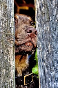 Превью обои собака, морда, нос, забор, деревянный, любопытство