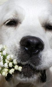 Превью обои собака, морда, нос, цветы, букет, ландыши